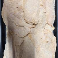 Petto di pollo impanato - Macelleria The Butchers