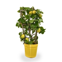 limone a spalliera - Floreal Fioreria