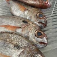 PESCATO DEL GIORNO  9 € ALL'ETTO - Divino Ristorante Vineria
